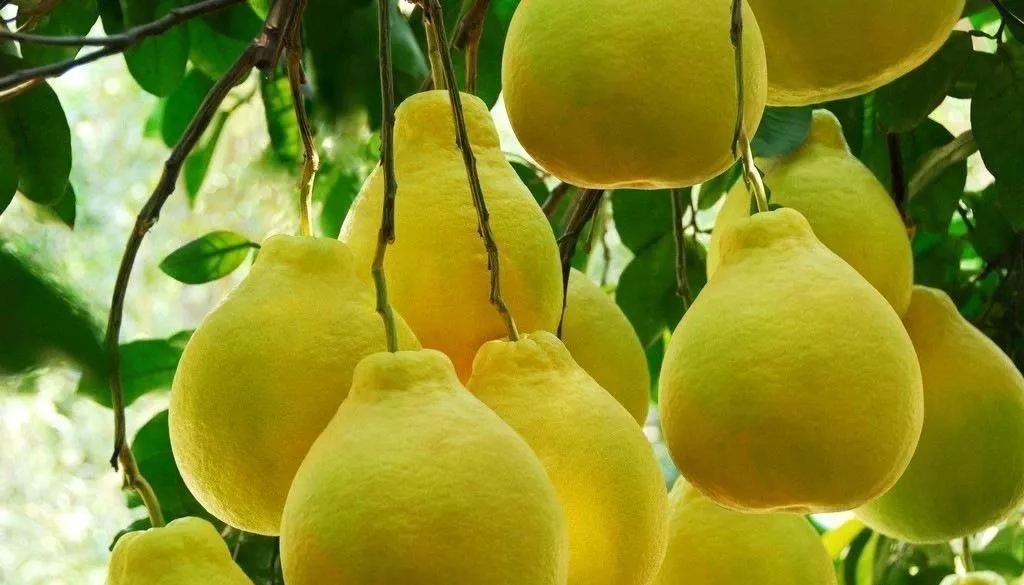 專業化管理果園